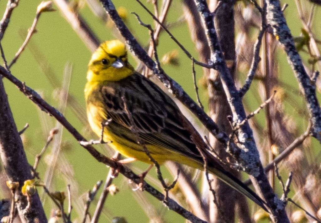 Zigolo giallo?